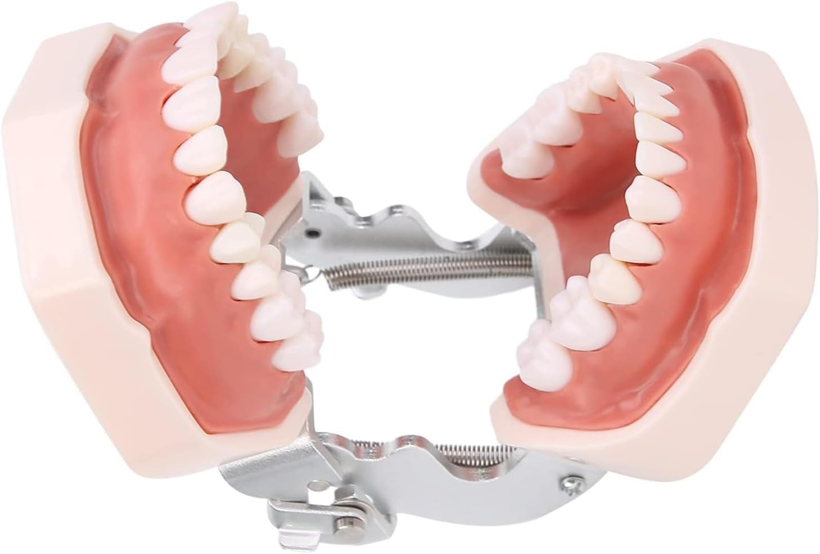 Odłączany model zębów, symulacyjny model zębów dentystycznych, materiały edukacyjne do praktyki dydaktycznej, narzędzie do demonstracji dentystycznej, w zestawie śrubokręt