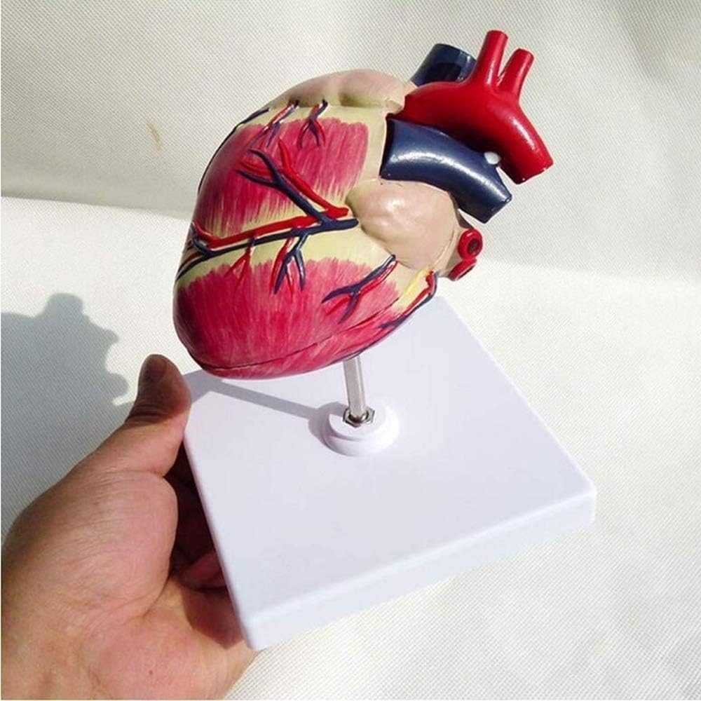 KJMWXOP Medical Science Canine Heart Organ Model, 1:1 Life Size Dog Heart Anatomical Model, Veterinary Teaching Instrument Model