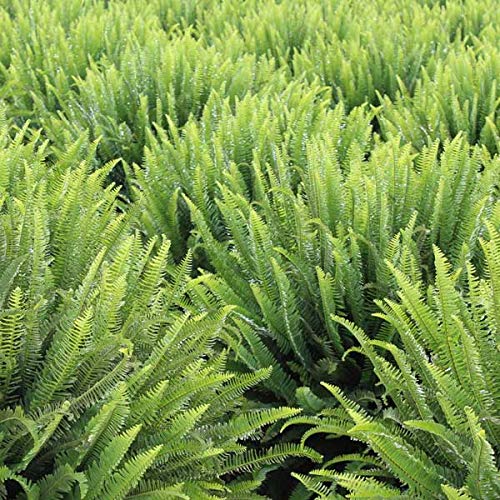 Australian Sword Kimberly Queen Fern - 3 Live Plants In 6 Inch Pots - Nephrolepis Obliterata - Wind Tolerant Herbaceous Fern #TOP4
