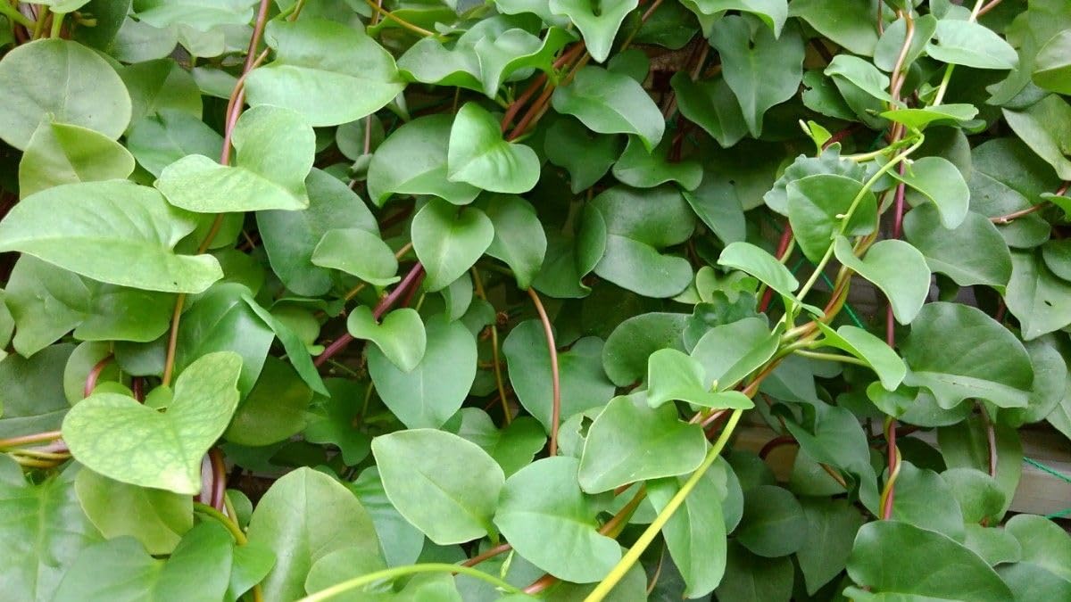 Amazon.co.jp: おかわかめ抜き苗 10本 : ホビー