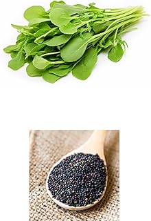 100 جرام بذور الججر عالية النبات للزراعة المنزلية