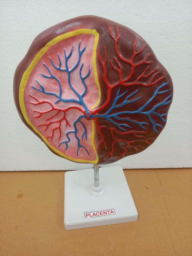 Make Gold-Big Placenta Anatomical Model Teaching Tool with Base