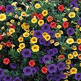 Haloppe 100 Unids Enano Petunia Flores Plantas Semillas para la Plantación de Jardín en el Hogar, Enano Petunia Semillas Flor Planta Hogar Jardín Balcón Bonsai Porche Decoración Semillas de petu