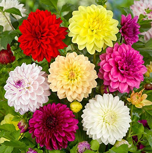 Dahlia Double Mix Perennial Flower Bulbs Special For Home Gardening (Set Of 2 Pcs) By Plantogallery®