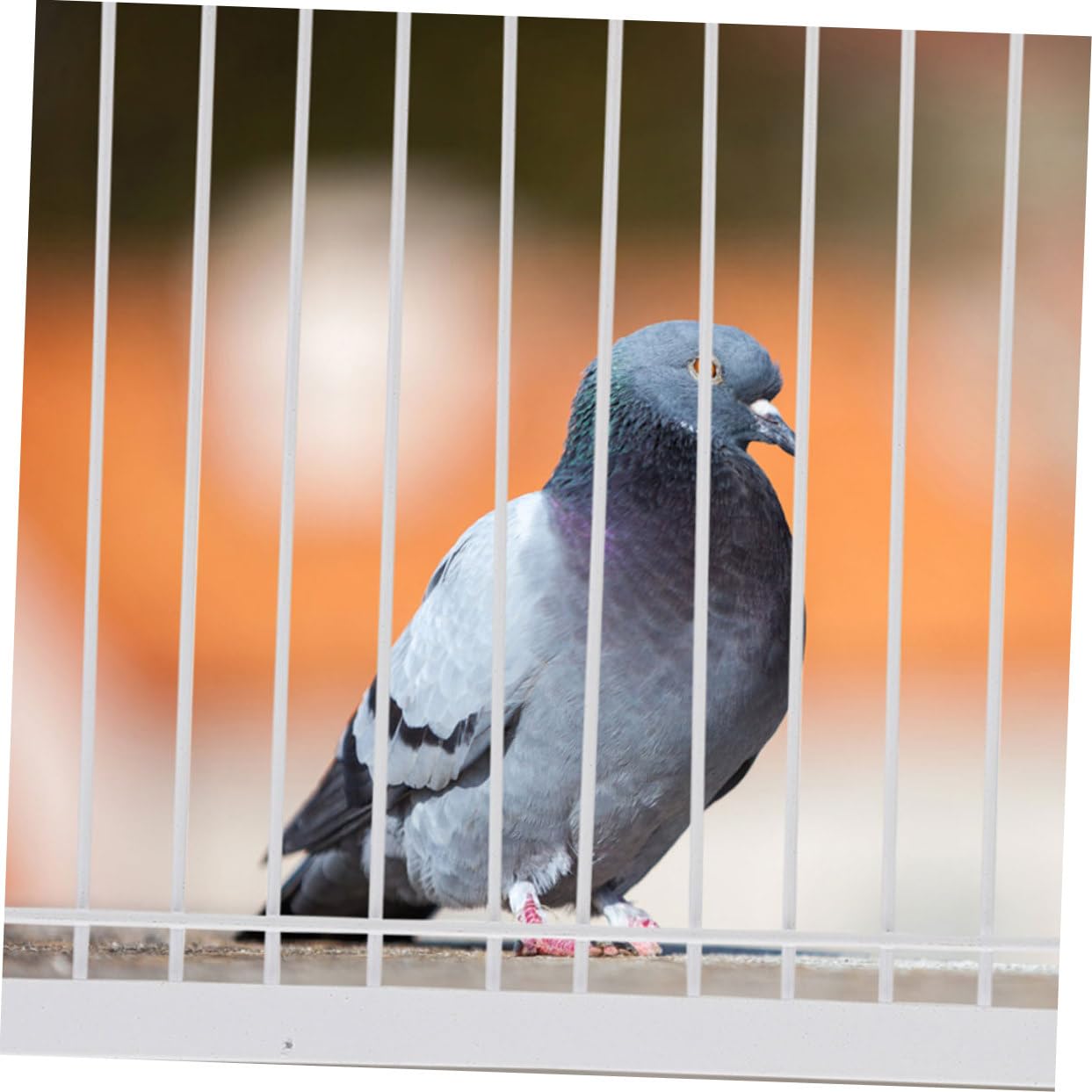 Puerta de Metal para Aves de Carreras, 2 Piezas en Color Claro | Actividad Reforzada, para Entrenamiento y Vuelo, Uso en Aves, Larga Vida Útil
