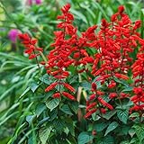 David's Garden Seeds Wildflower Salvia Scarlet Sage D3240 (Red) 500 Open Pollinated Seeds