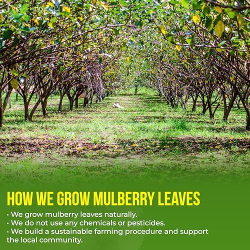 Image of FreshDrinkUS Premium 75 Mulberry Leaf Tea Bags, 100% Natural & Pure. Loose Leaf Herbal Tea. Made with Natural Material Tea Bags. No Sugar, No Caffeine, No Gluten, Vegan