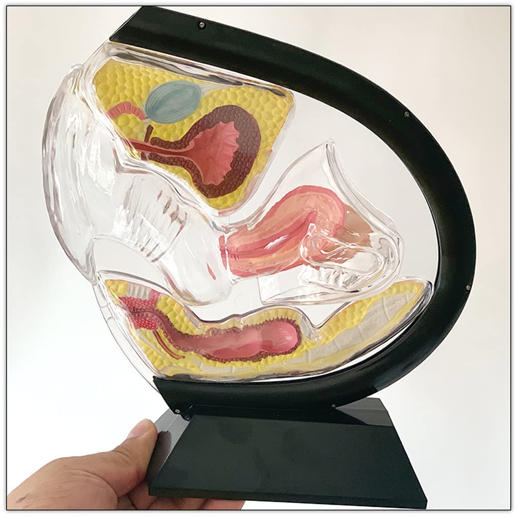 Przezroczysty Model Macicy Model Anatomiczny Widoczna Struktura Macicy Anatomia Macicy Jama Miednicy Pęcherz Brzuszny Jajnik Odbytnica Koksys Do Nauki Pomoc W Szkoleniu 21X23X8 Cm