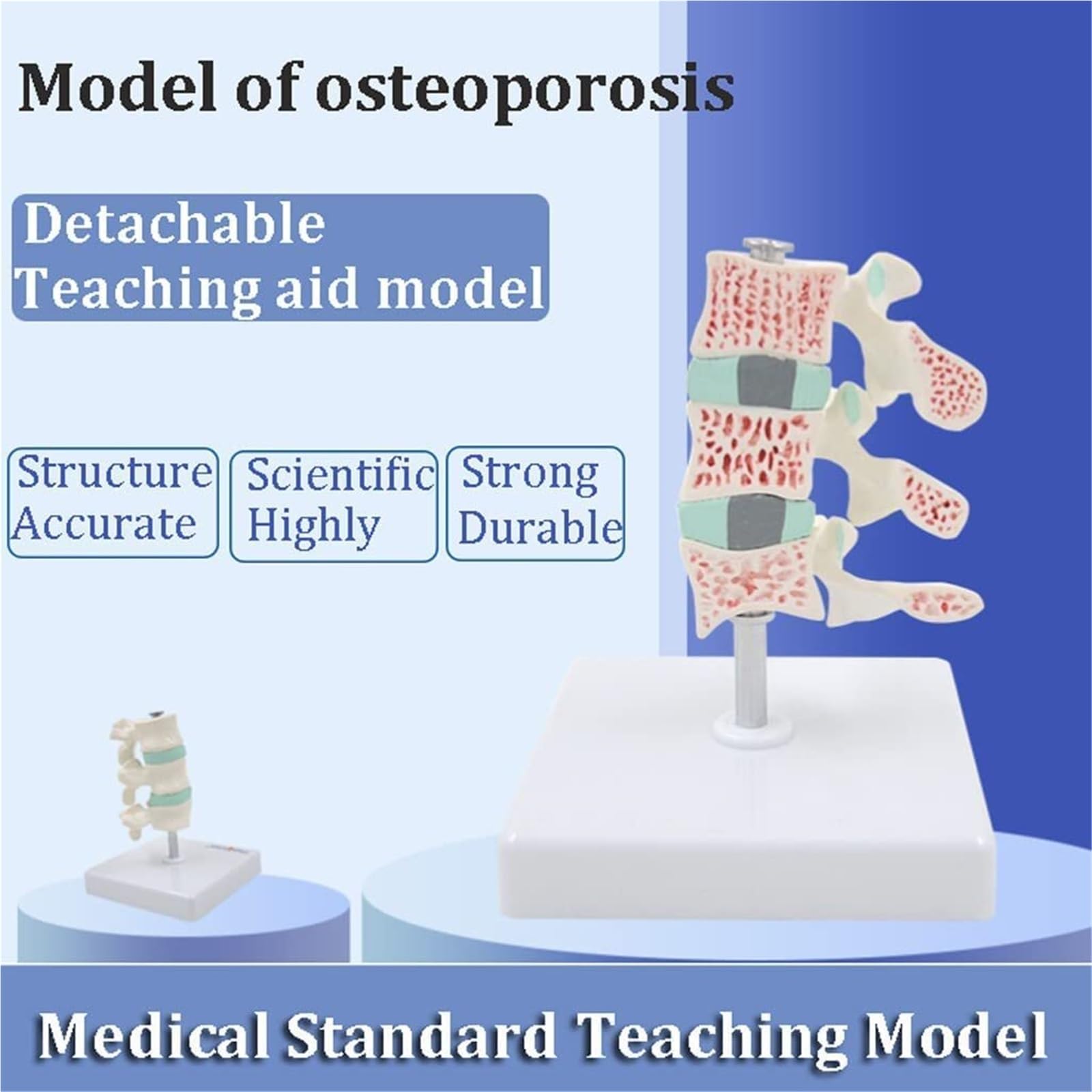 Modelo de Columna Vertebral Humana, Modelo de osteoporosis, Modelo anatómico con órganos de Columna Vertebral Humana extraíbles, Modelo anatómico for Oficina y Estudio de Estudiantes