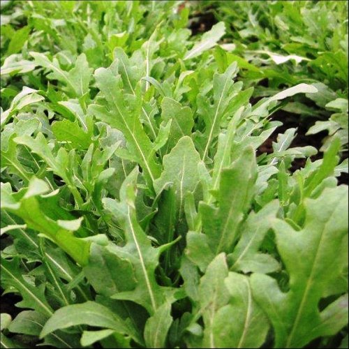 Seedscare Raunak Seeds Omaxe Rocket Salad Leaves (Mixed Colour) (B01IZRT0QO) Amazon Price History, Amazon Price Tracker