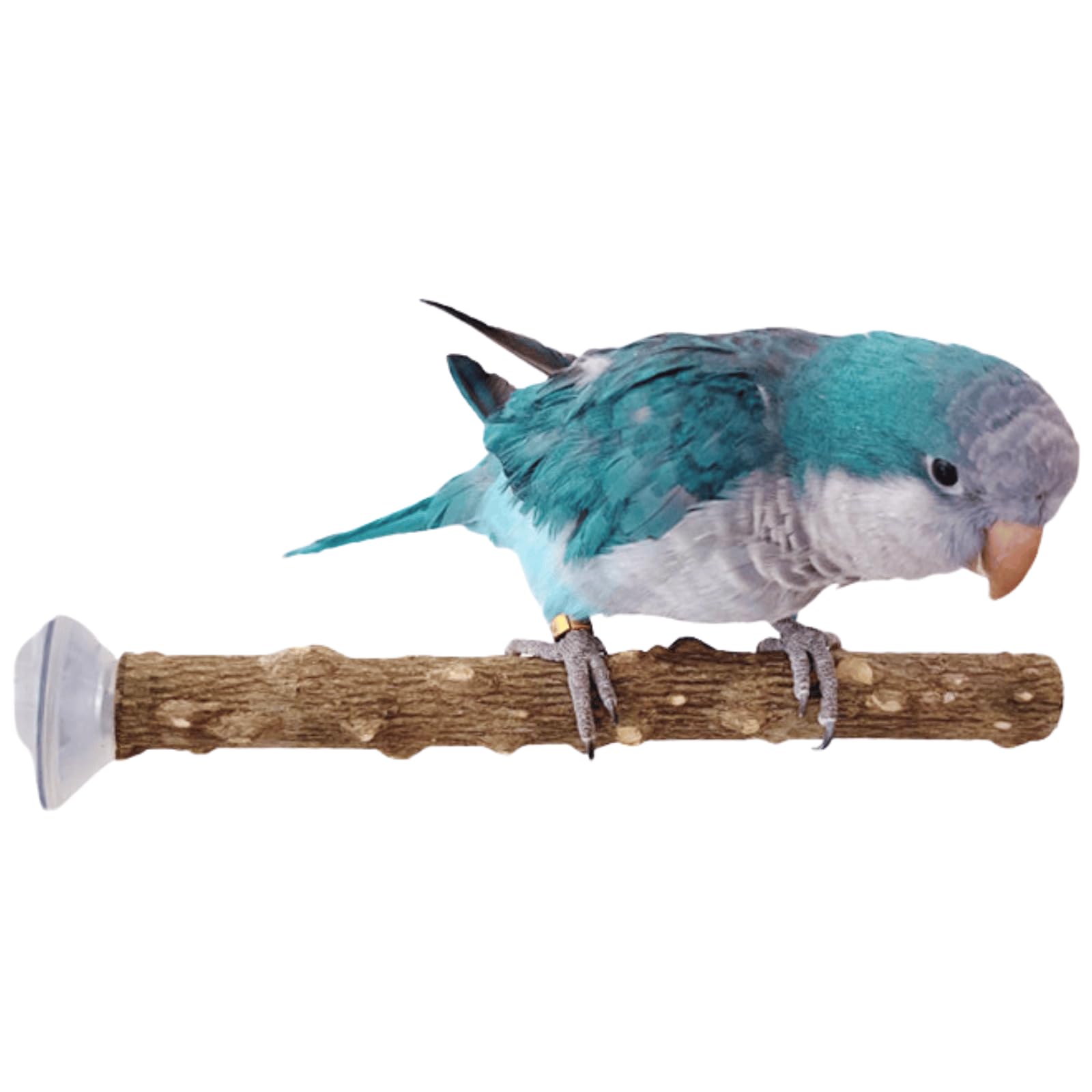 Bird Window/Bath/Car/Travel Perch Stand with Suction Cup for Lovebird,Cockatiel,Budgie,Green Quaker,Green-cheeked Conure (S)