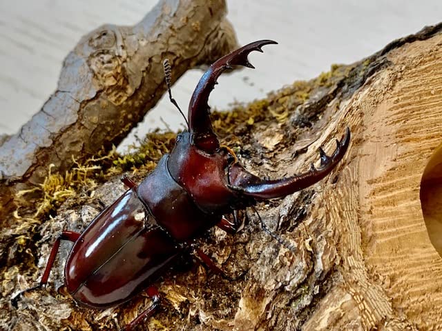 昆虫標本 大型フォルスターフタマタ 亜種ニシ 80up 昆虫標本 大型フォルスターフタマタ 亜種ニシ 80up 昆虫標本