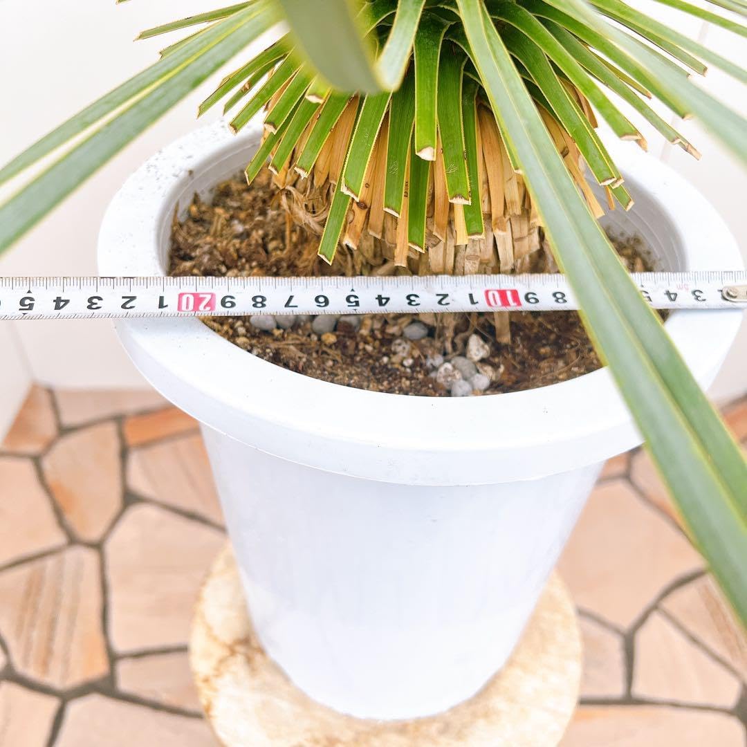 ユッカ ロストラータ サファイアスカイ 3番 幹上がり ドライガーデン