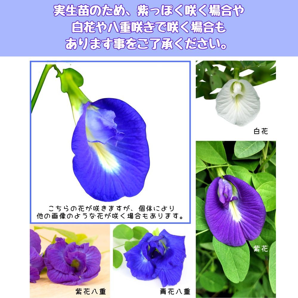 Amazon.co.jp: 《バタフライピー ポット苗》 ハーブ 蝶豆 ちょうまめ