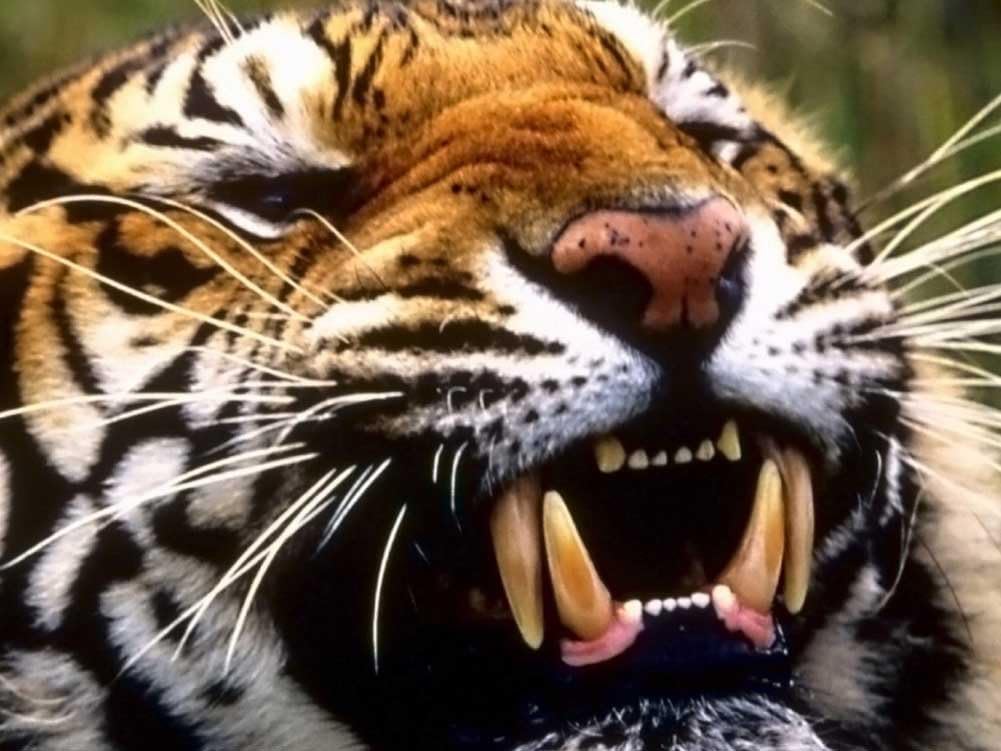 what big teeth you have Art Print on Canvas (32x24 inches