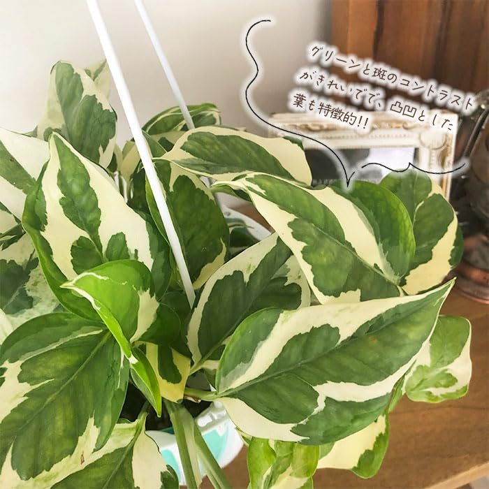 Amazon｜観葉植物 ポトス エンジョイ 5号 吊り鉢 吊り下げ