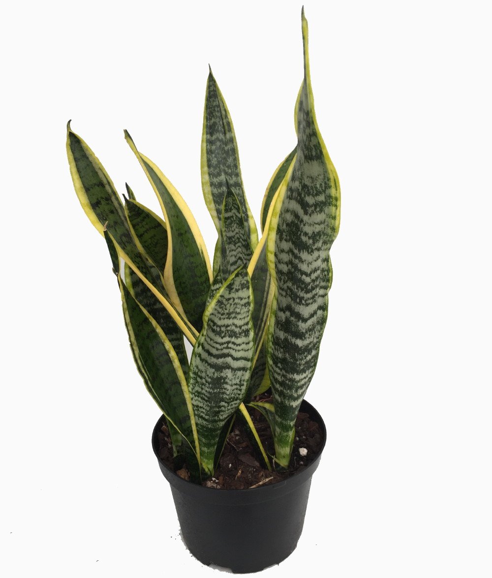 Laurentii Snake Plant - Sansevieria - Impossible to Kill! - 6' Pot