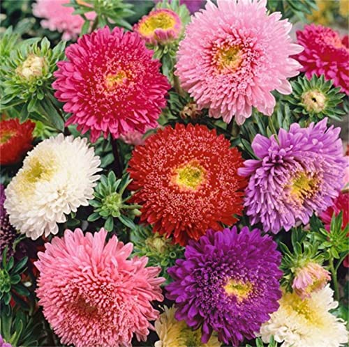 200+ Powder Puff Aster Seeds Rainbow Chrysanthemum Mix Aster Seeds Flowers Seeds #TOP3