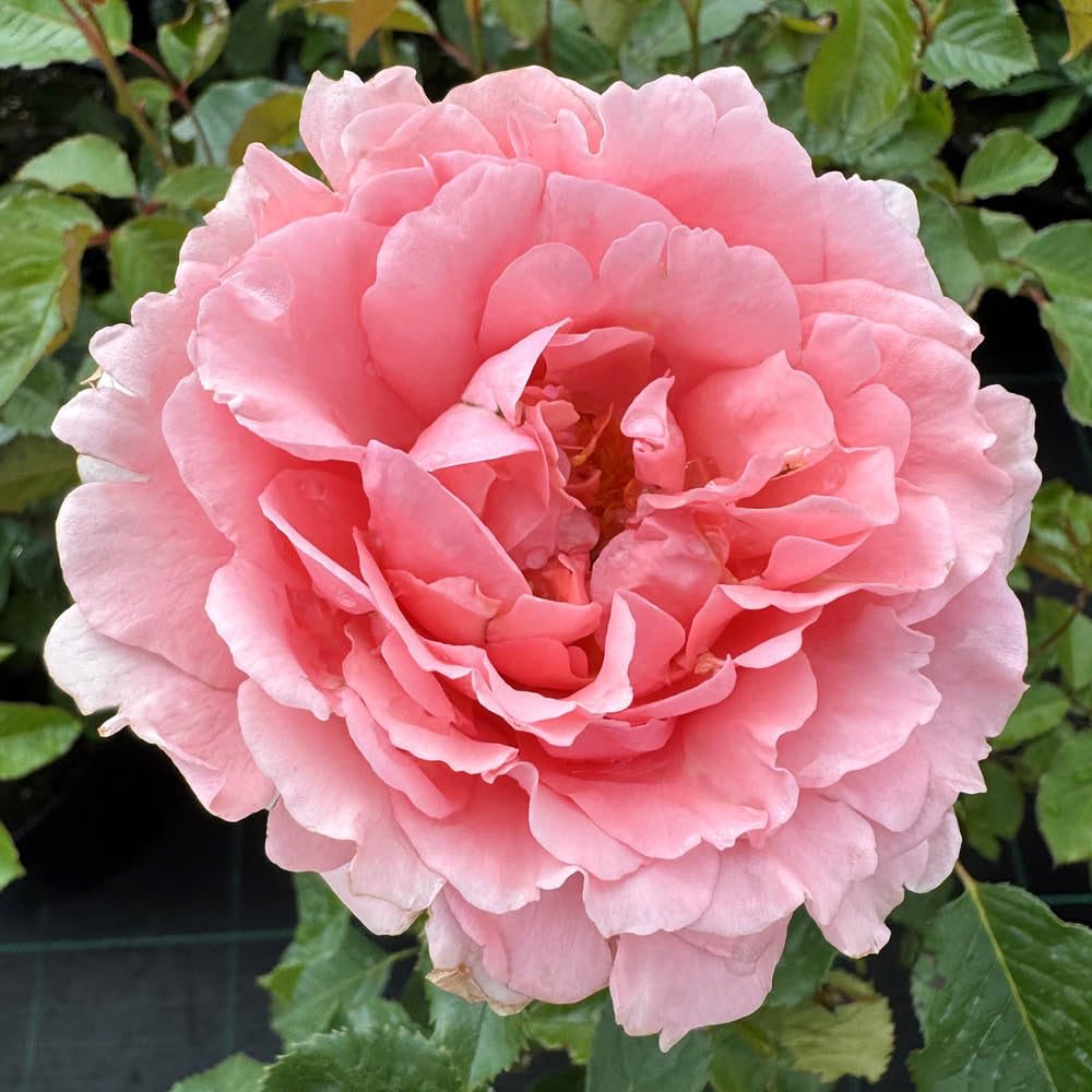 Yougarden Pink Harkness Rose, 'Ask Maureen' 4 Litre Pot, Ready For Planting In The Garden