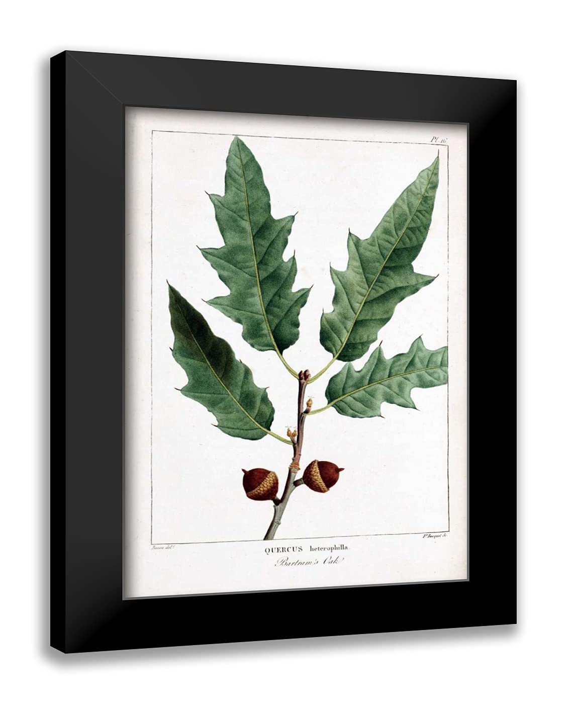 ArtDirect Michaux, Francois A. 17x24 Black Modern Framed Art Print Titled: Bartrams Oak