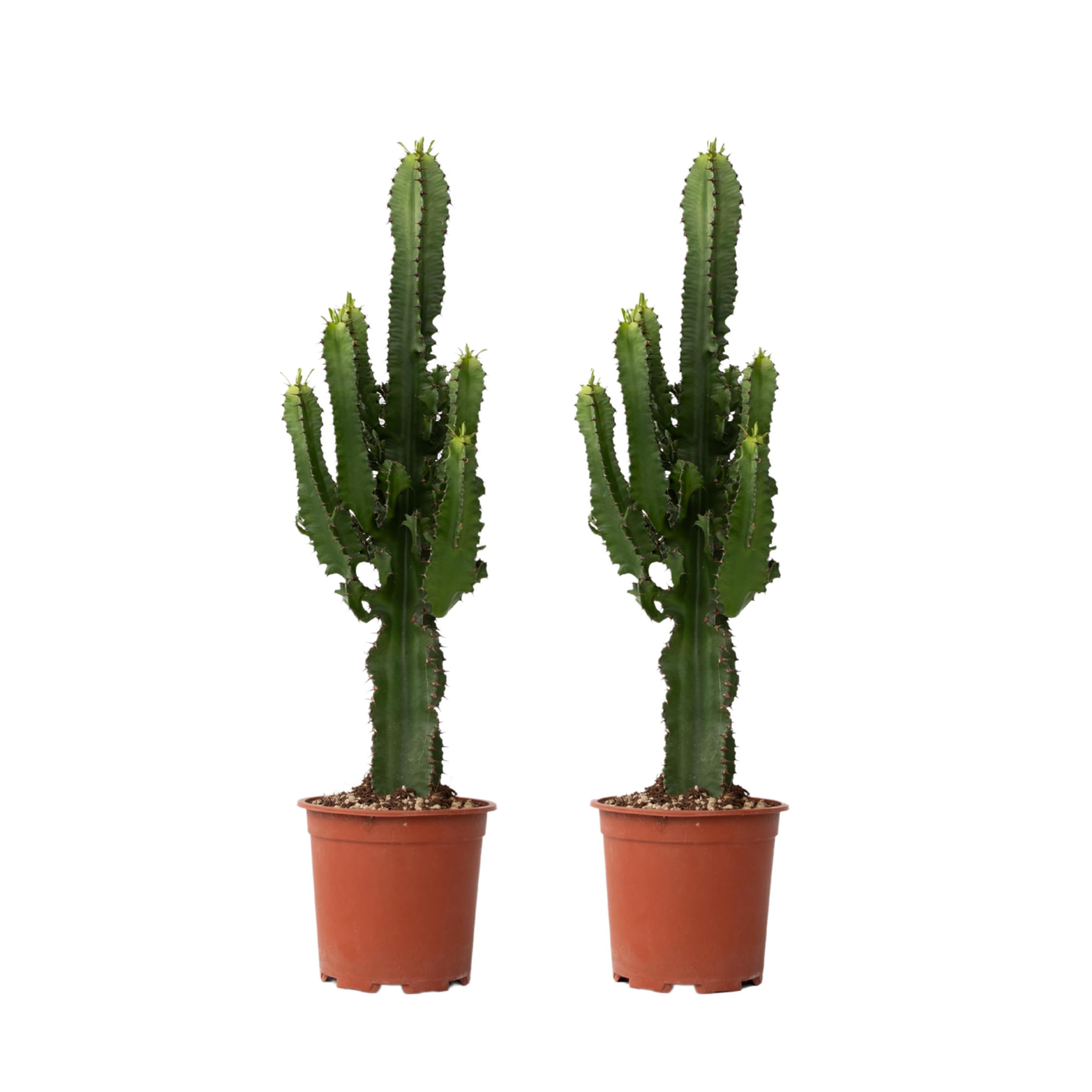 Plant in a Box - Euphorbia Eritrea - Cactus - Pianta da appartamento - Set di 2 - Vaso 17cm - Altezza 50-60cm