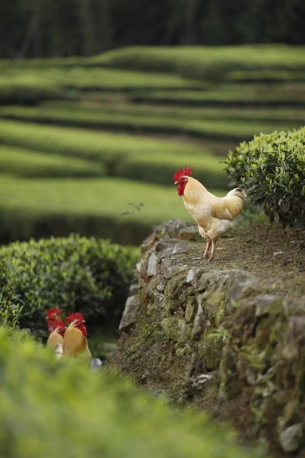 Authentic Lapsang Souchong Black Tea Bags Loose Leaf Tea – Smoky & Sweet, 80g (16 Pyramid Tea Bags) – Wuyishan Origin 武夷山红茶 正山小种