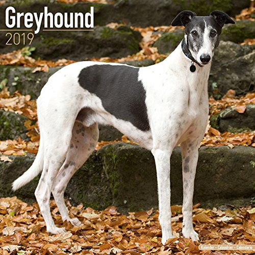 Greyhound Calendar - Dog Breed Calendars - 2018 - 2019 Wall Calendars - 16 Month by Avonside