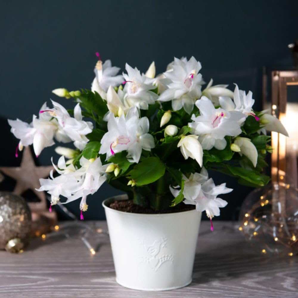 Christmas Cactus White 1 x 12cm in Ivory Zinc Kersey Pot, White Classic Flowering Houseplant - Festive Display - by Thompson and Morgan