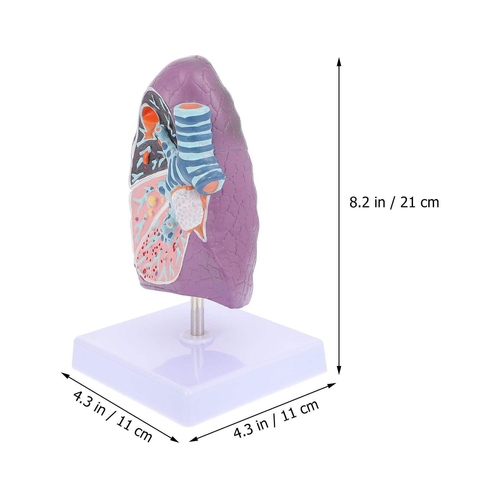 GALPADA Modèle pour Enseignement en Plastique de L'anatomie Physiologie Pulmonaire Respiratoire Pédagogique Réaliste Destiné aux Étudiants