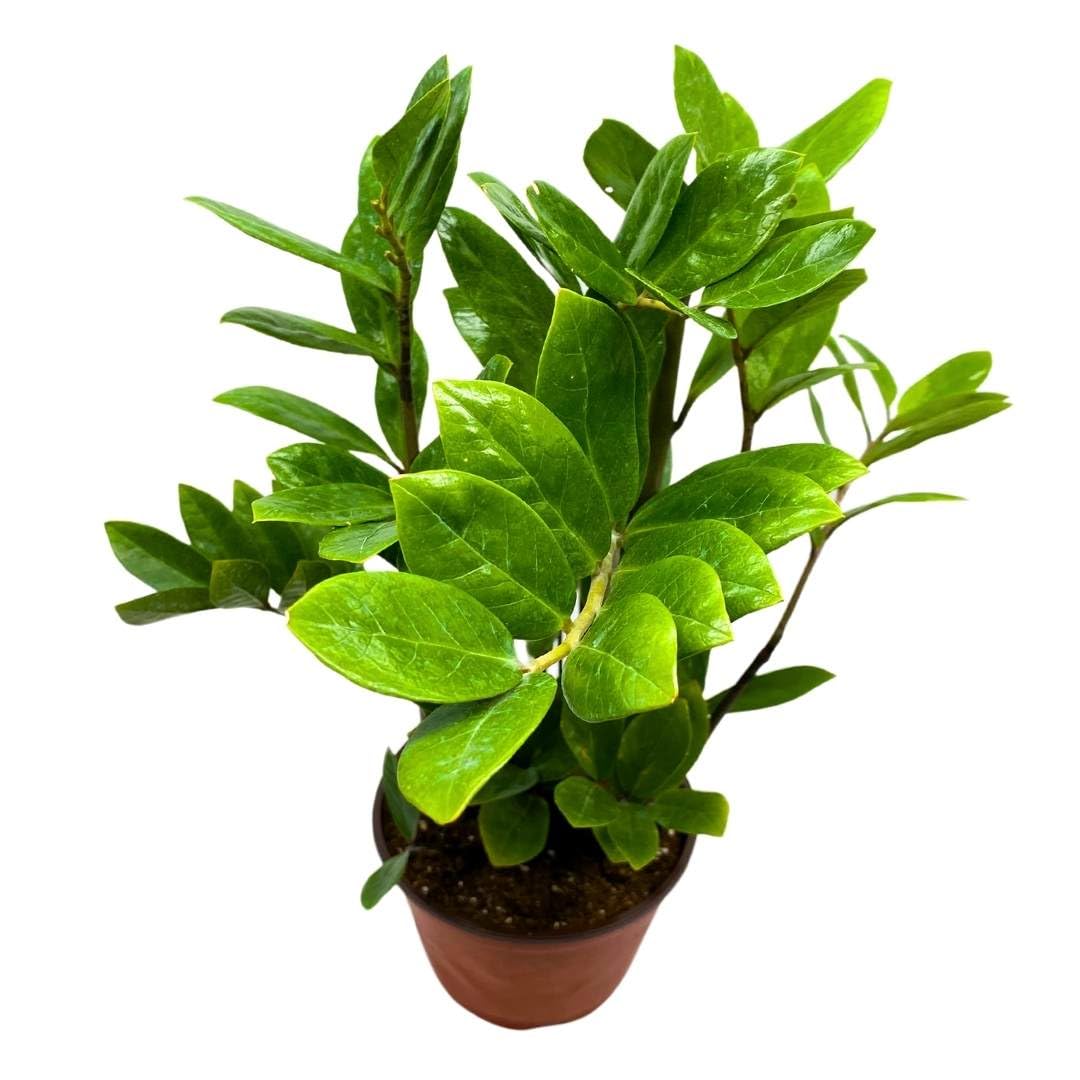 Amazon.com : BubbleBlooms ZZ Plant, Zamioculcas zamiifolia 6" Pot, Healthy  aroid Palm, Eternity Plant : Patio, Lawn & Garden