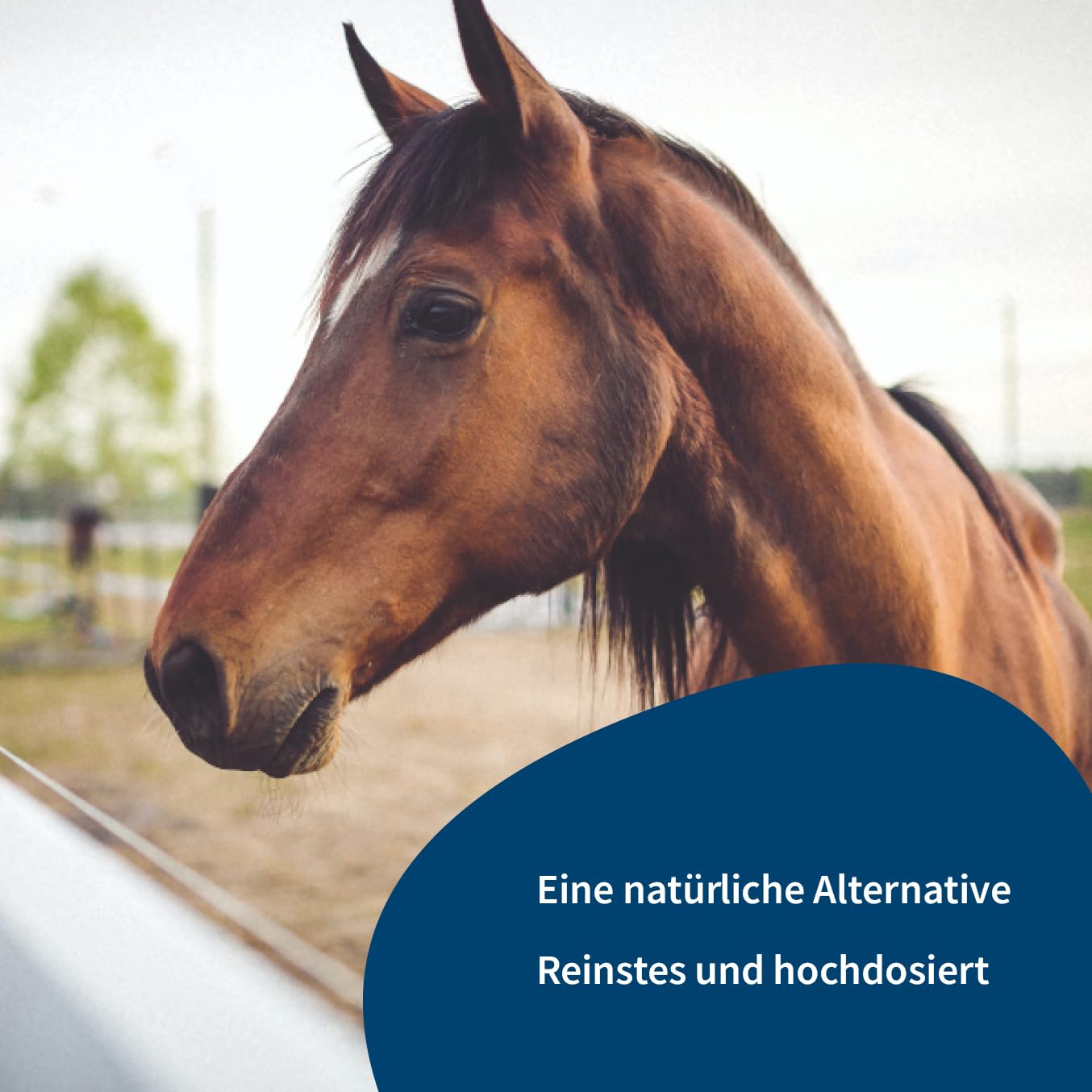 Pferd & Pony PEA (Palmitoylethanolamid) - Pulver - 100% Rein - Hochdosiert - Frei von Zusatzstoffen