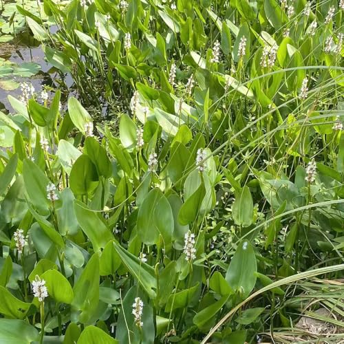 Semillas de lucioperca flores de primavera semillas de flores silvestres semillas de bonsái jardín de flores del balcón, semillas de flores de pradera perennes resistentes, plantas en 60pcs