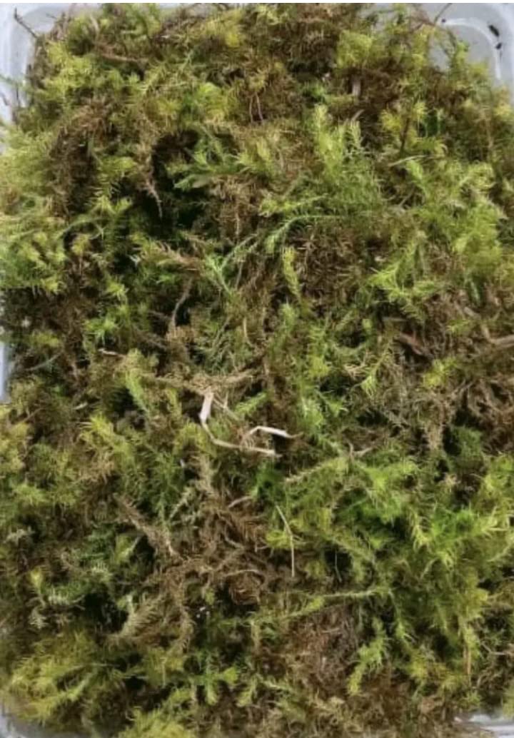 VK Hore Sphagnum Dry Moss for Orchid Plant Soil, Air Layering 250g(Green & Brown) Home & Garden