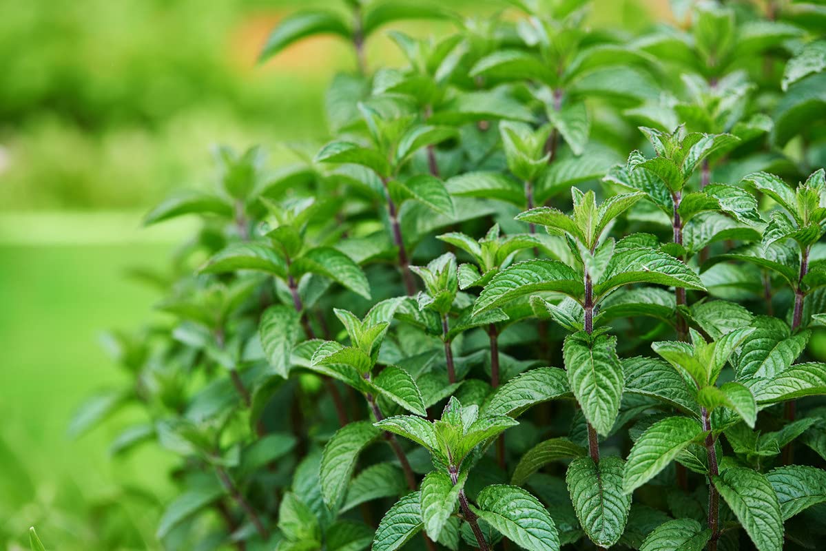 Pudina Mint For Home Garden Seed 25 SEED (B09HMY9FT9) Amazon Price History, Amazon Price Tracker