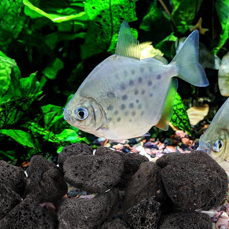 INOOMP Aquarium, 1 Set of Rocks Natural Lava Pebbles Stones Planter Natural Stones for Fireplaces Fire Pits Plants Cultivation Fish Tank Decoration