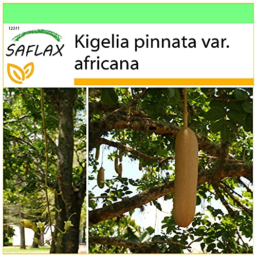 SAFLAX - Garden to Go - Leberwurstbaum - 10 Samen - Mit Tontopf, Untersetzer, Anzuchtsubstrat und Dünger - Kigelia pinnata
