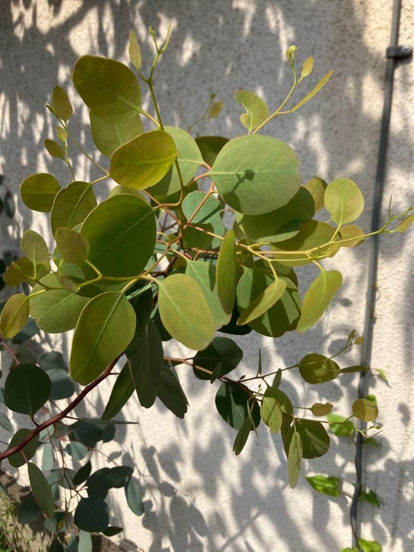 ソヨゴ 雌株 株立ち 実つきたっぷりの極上品 ボリューム株 楽天市場