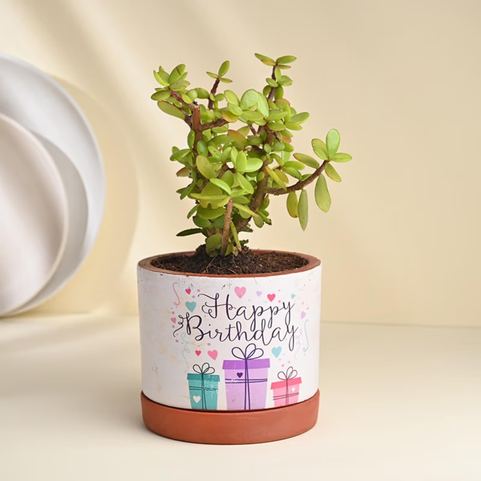 FlowerAura Happy Birthday Special Air Purifying Good Luck Jade Live Indoor Plant In Terracotta Pot For Living Room, Bedroom, Dining Table, Balcony, Table Desk & Home/Office Décor (B0CYPH2PJB) Amazon Price History, Amazon Price Tracker