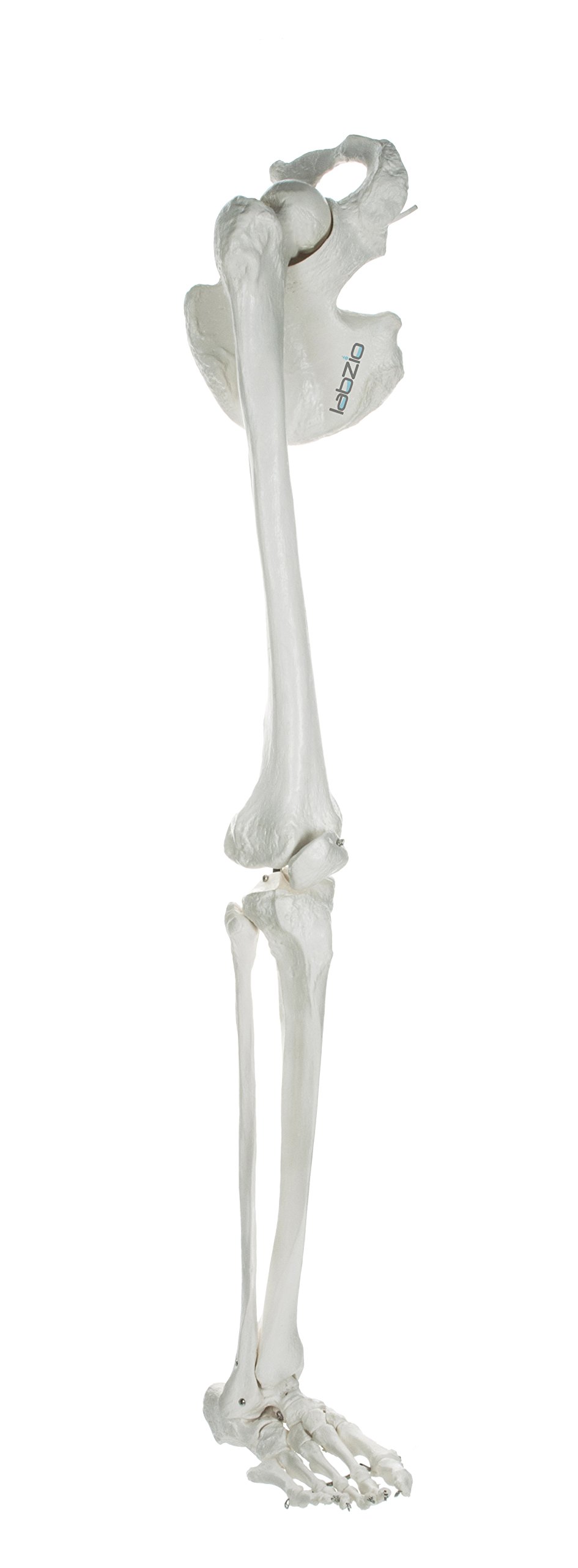 Labzio - Premium Lower Limb (Leg) Skeleton Model, Showing Hip Bone, Patella, Hallux, Tibia and Fubula, With Articulating Joints, Orthopaedic, Studying, Teaching Model (B07CNRQ717) Amazon Price History, Amazon Price Tracker