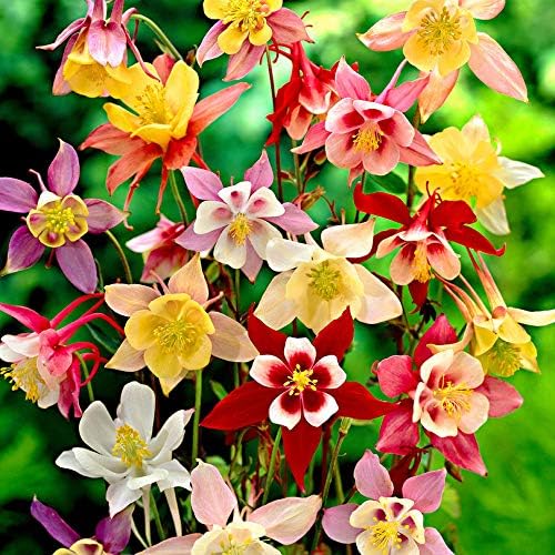 Miniatura 2 de Seeds Aquilegia Mix - Orgánica