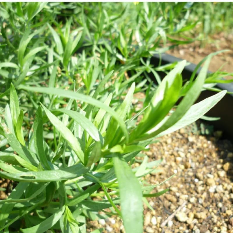 4 Mexican Tarragon Live Plants, Perennial Culinary Herb for Outdoor Garden, Raised Beds, Well-Rooted 4-8" Tall