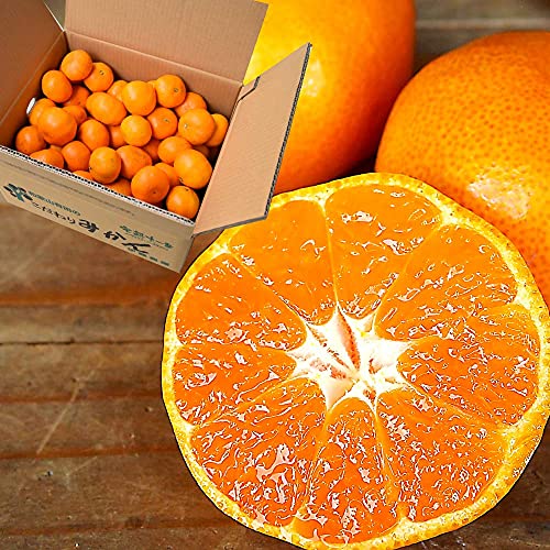 ɓ_ I Lc݂ (~bNX10kg)   Ӑ k lC Â a̎R Y Ε Ε