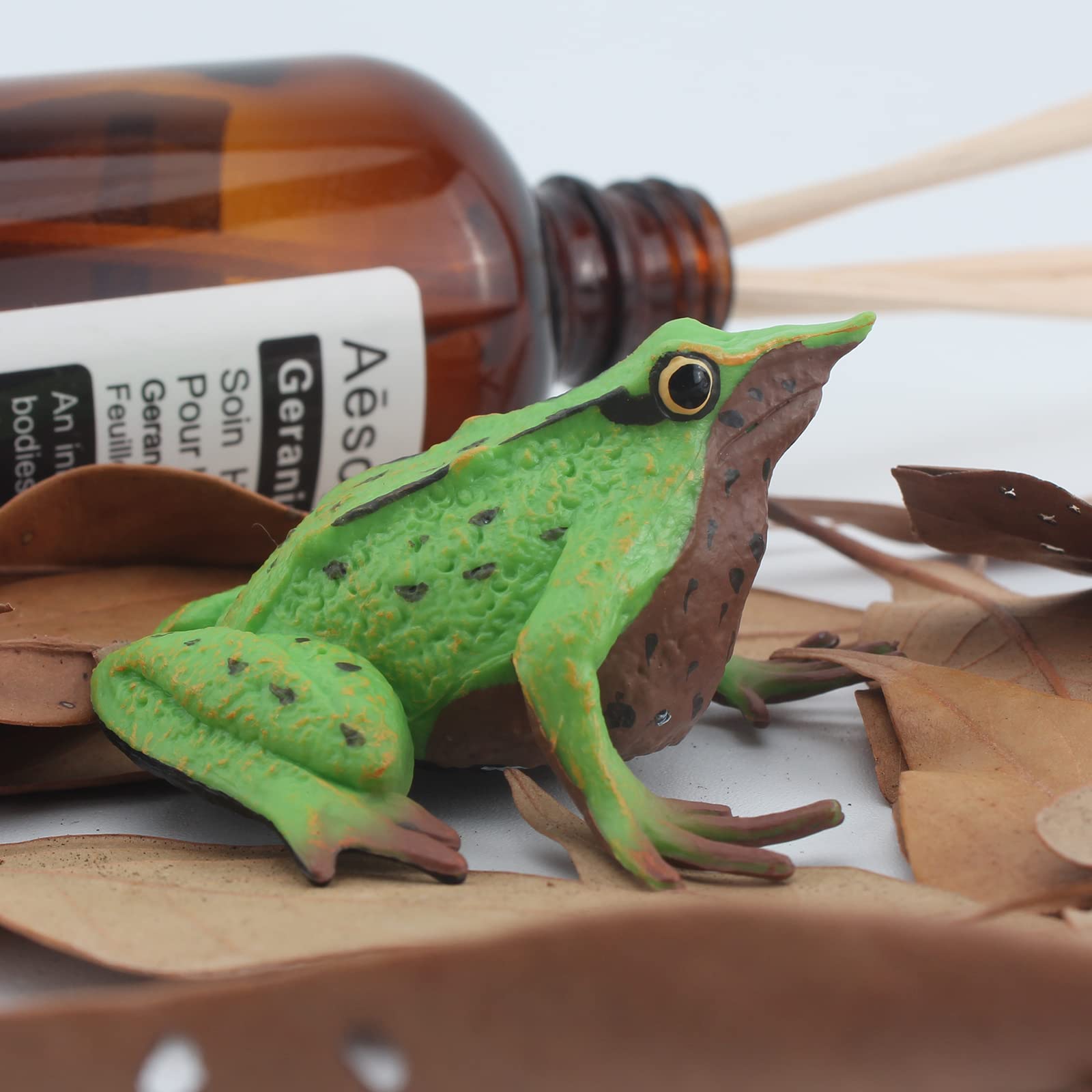 Amazon.co.jp: Fantarea 野生動物 カエルモデル ダーウィン