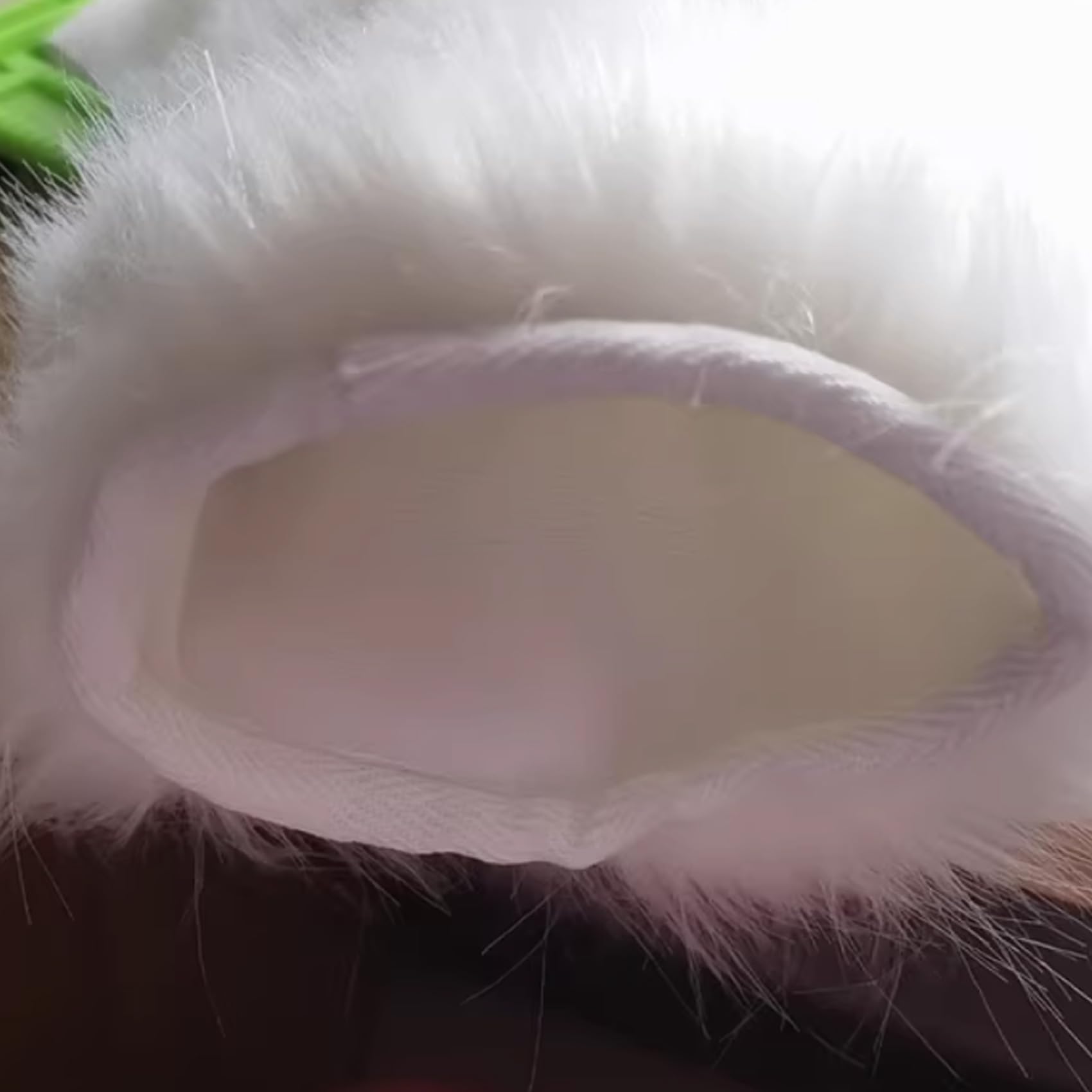 Animale Fursuit Mascotte Costume Gatto Artiglio Bestia Artiglio Fursuit Cosplay Animale Artiglio Accessori Per Adulti
