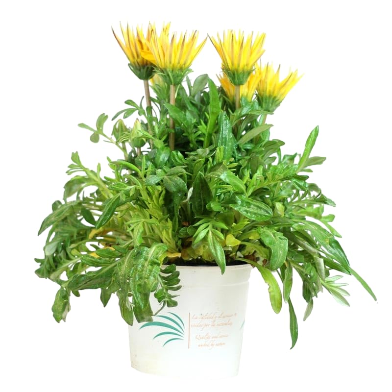 Verdecora Gazania en maceta de Ø11cm | Gazania rigens | Planta Natural de Exterior con Flores Vistosas y Coloridas | Ideal para Jardines, Balcones y Terrazas