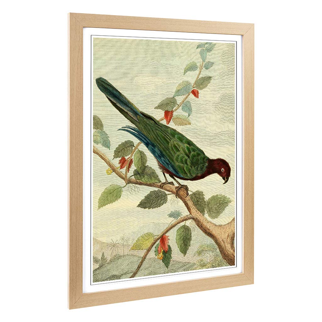 Big Box Art Framed Print of Vintage Charles R Ryley Pompadour Parrot Design | Wall Art Picture | Home Decor for Kitchen, Living Room, Bedroom, Hallway, Oak, A2 / 24.5x18 Inch / 62x45cm