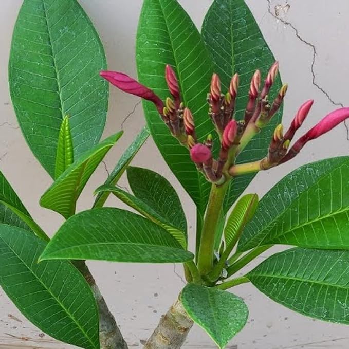 Greenursery Champa Plant Garden Live Plant Nursery Outdoor Living Plant (Rare Red) (B0CRGZPRBK) Amazon Price History, Amazon Price Tracker