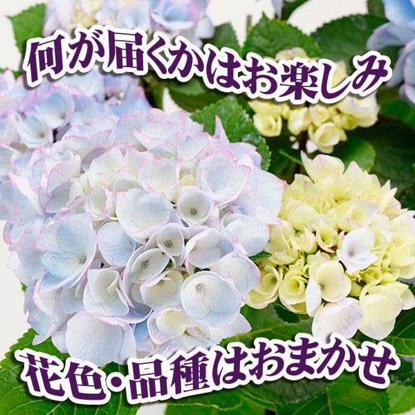 も*子様 【訳あり品】　アジサイ　育成用株　4寸1種11鉢　紫陽花 も*子様 【訳あり品】 アジサイ 育成用株 4寸1種11鉢 紫陽花 も