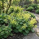 Bloomique - 6er - Set - Frauenmantel (Alchemilla mollis) - Pflegeleicht - Reichblühend - Winterhart - Mehrjährig - Höhe 10-20 cm - 9 - cm - Topf