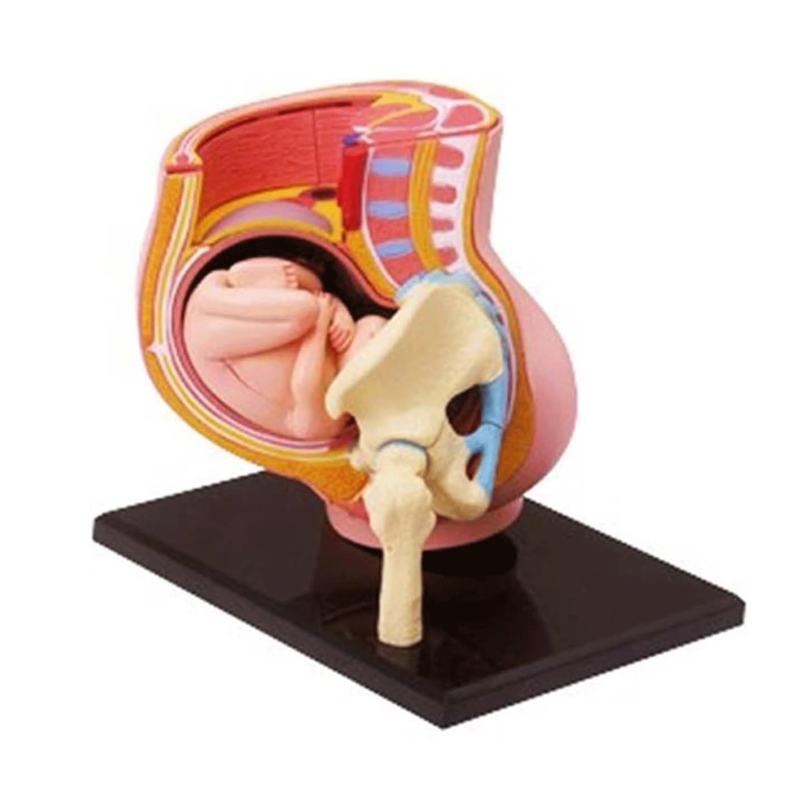 GTHTUHFD Female Organ Model 4D Human Pregnancy Pelvis Anatomy Model Mini Human Uterus Model With Removable Fetus For Childbirth Education Tools Anatomy Model